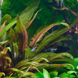 Cryptocoryne Wendtii Brown PREMIUM