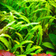 cryptocoryne wendtii green premium