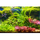 cryptocoryne wendtii green premium