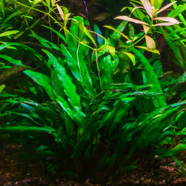 cryptocoryne becketti petchii premium