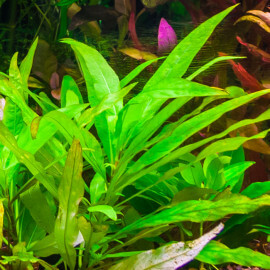 Hygrophila Corymbosa Siamensis Pied Mère