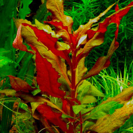 Alternanthera Reineckii "Purple" PREMIUM