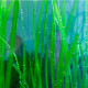 vallisneria americana natans premium