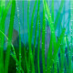 vallisneria americana natans premium