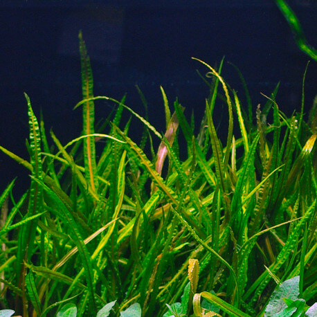 Cryptocoryne Crispatula var Balansae PREMIUM Cryptocoryne Crispatula var Balansae PREMIUM