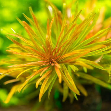 Ludwigia Inclinata var. Verticillata Cuba