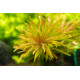 Ludwigia Inclinata var. Verticillata Cuba