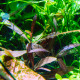 hygrophila sp lancea premium