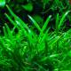 Cryptocoryne X Willisii PREMIUM