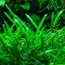 Cryptocoryne X Willisii PREMIUM