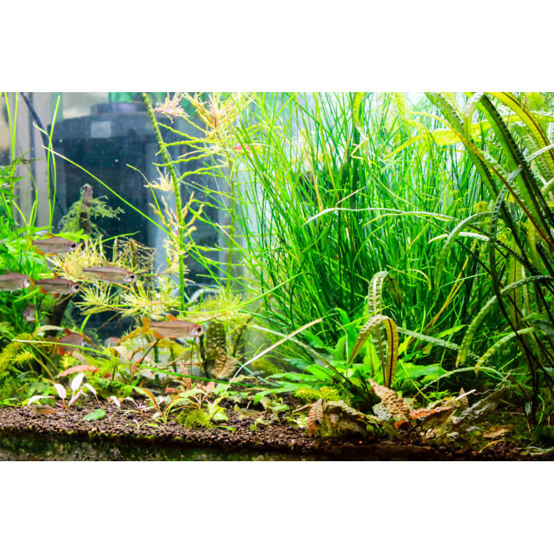 Lot de 3 plantes de Vallisneria Gigantea - Plante vivante pour aquarium