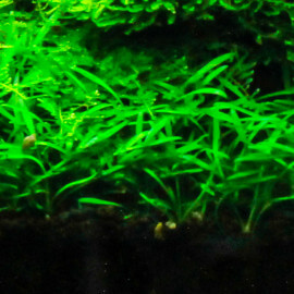 Cryptocoryne Parva PREMIUM