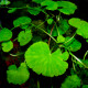 Hydrocotyle Leucocephala premium