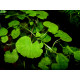 Hydrocotyle Leucocephala premium