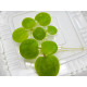 limnobium laevigatum premium