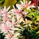Ludwigia sp White