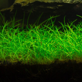 eleocharis sp mini