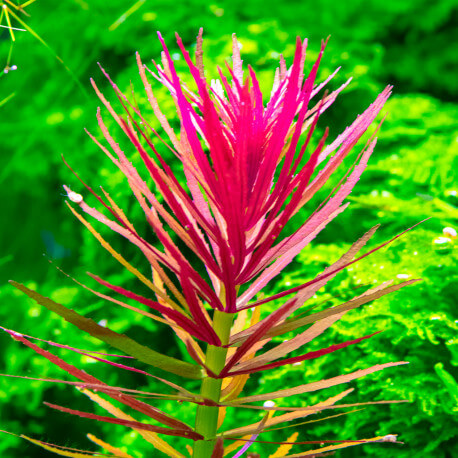 limnophila hippuridoides premium