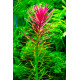 limnophila hippuridoides premium