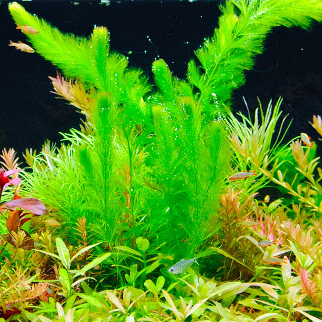 Plante Plantes d'aquarium flottantes : Ceratophyllum Demersum