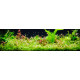 Ceratophyllum Demersum Foxtail