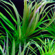Pogostemon Stellata premium