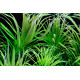Pogostemon Stellata premium
