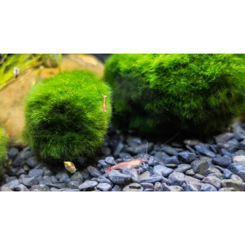 Pssopp Plantes D'aquarium en Boule D'algues Anti-odeurs (Petit) :  : Jardin