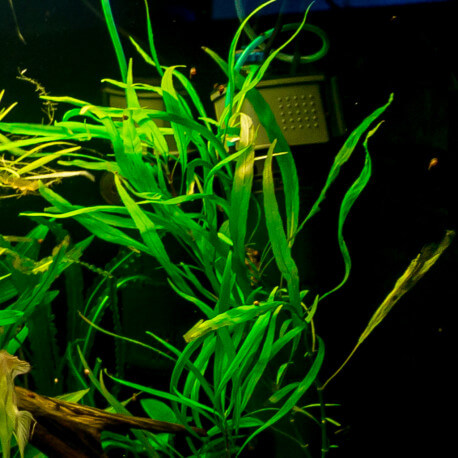 Hygrophila Corymbosa Augustifolia PREMIUM