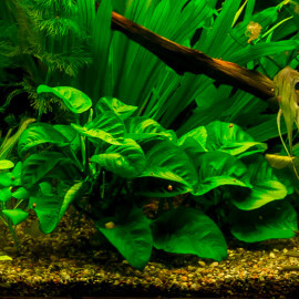 Anubias Barteri Caladiifolia PREMIUM