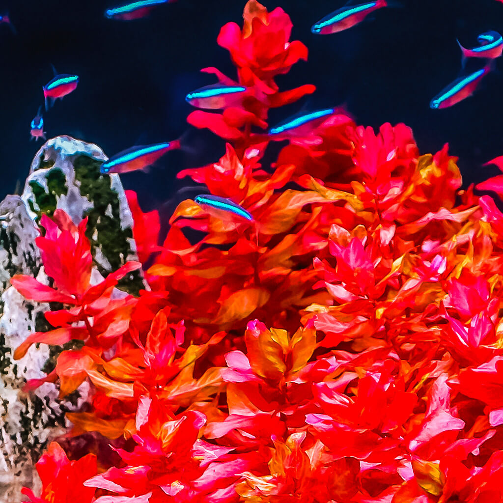 Plantes d'aquarium colorées : Alternanthera Splendens pour aquarium eau  douce - 3.85€