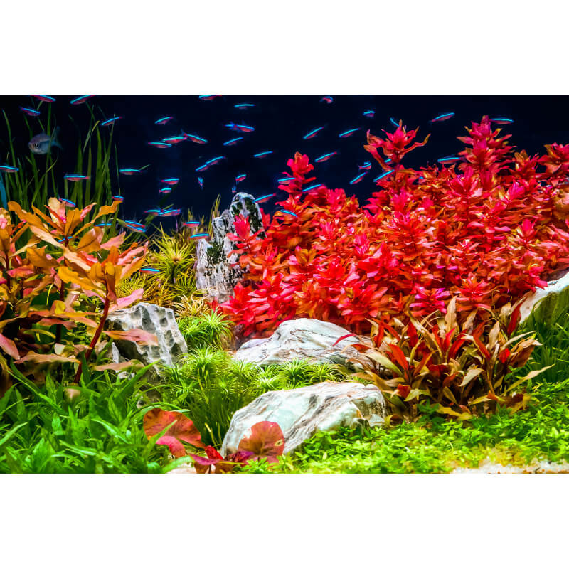 Macro Red engrais macro plantes rouges aquarium