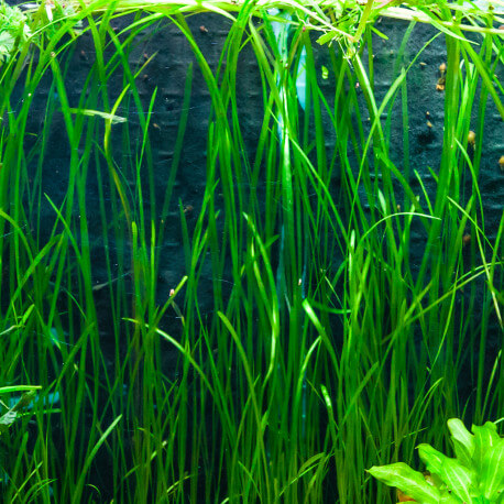 vallisneria americana natans premium