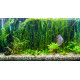 vallisneria americana natans premium