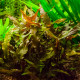 Cryptocoryne Undulata Broad Leaves PREMIUM