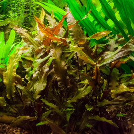 Cryptocoryne Undulata Broad Leaves PREMIUM