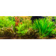 Cryptocoryne Undulata Broad Leaves PREMIUM