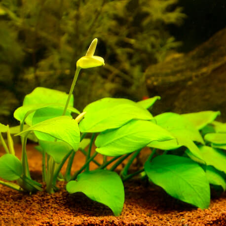 Anubias nana yellow heart