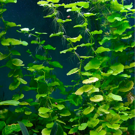 Hydrocotyle Leucocephala premium