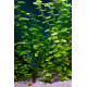 Hydrocotyle Leucocephala premium