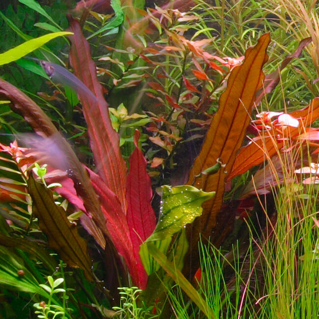 Echinodorus diamant rouge 6 pots eau douce plante aquatique vivante  magnifique paysage aquatique