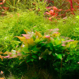 Hygrophila Corymbosa Compact PREMIUM