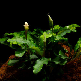 Bucephalandra Wavy Green PREMIUM