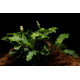Bucephalandra Wavy Green PREMIUM