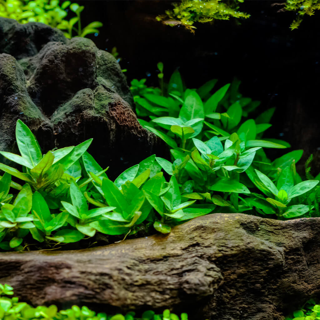 Vesicularia dubyana 'Christmas' sur racine . Mousse de Noël aquariums