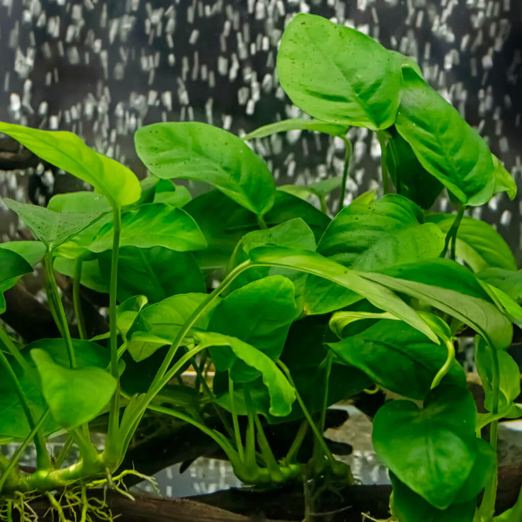 Plante Aquarium Anubias Barteri - Vivante, Eau Douce, Passeport Phytosanitaire - Pour Poissons/Crevettes