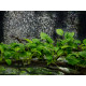 Anubias Barteri var Barteri PREMIUM