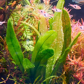 Aponogeton Madagascariensis PREMIUM