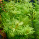 Myriophyllum Mattogrossense PREMIUM