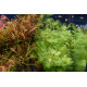 Myriophyllum Mattogrossense PREMIUM